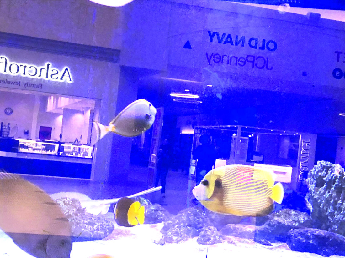 Something fishy draws visitors to attraction at shopping mall | News, Sports, Jobs - Vimarsana News